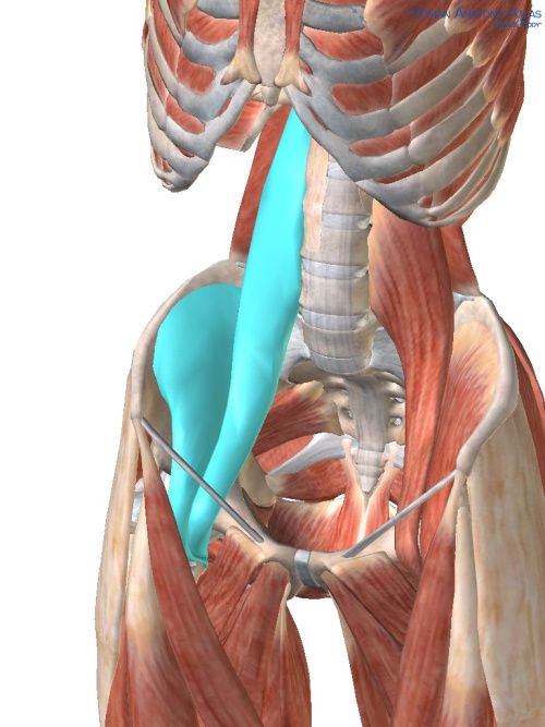 Image of Psoas Muscle